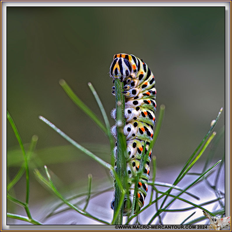 Chenille du Machaon
